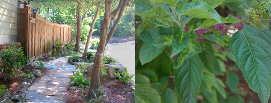 Native Plants in Mt Laurel