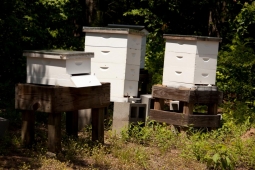 Students from the Hilltop Montessori School harvest honey from on-site hives. 