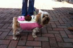 The Mt Laurel Fall Festival welcomes dog owners and their favorite pups to our broad sidewalks and dog park.   