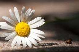 Residents enjoy the beautiful landscaping around Mt Laurel.                  