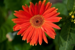 Bright red-orange Gerber daisies are a springtime favorite of Mt Laurel residents.                  