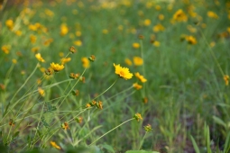 Yellow daisies dot the landscape outside a Mt Laurel home.                   