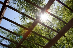 Sunlight filters through the latticework of a pergola in one resident's backyard.              
